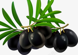 黑紫色带枝叶的橄榄果素材