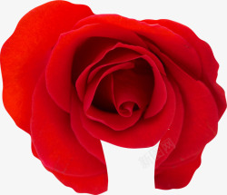 春天红色玫瑰装饰素材