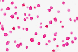 粉色系列花瓣海报素材
