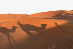 金色沙漠夕阳骆驼影子素材