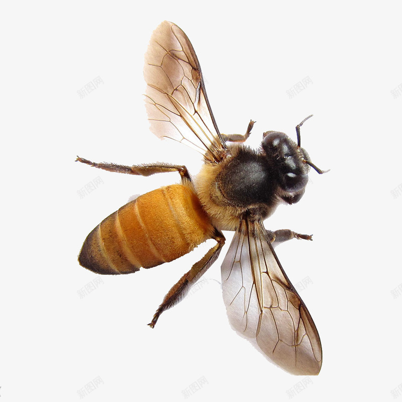 蜇人的蜜蜂png免抠素材_新图网 https://ixintu.com 可怕 唯美 清晰 蜇人