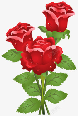 娇艳欲滴的花朵三朵玫瑰红色鲜花高清图片