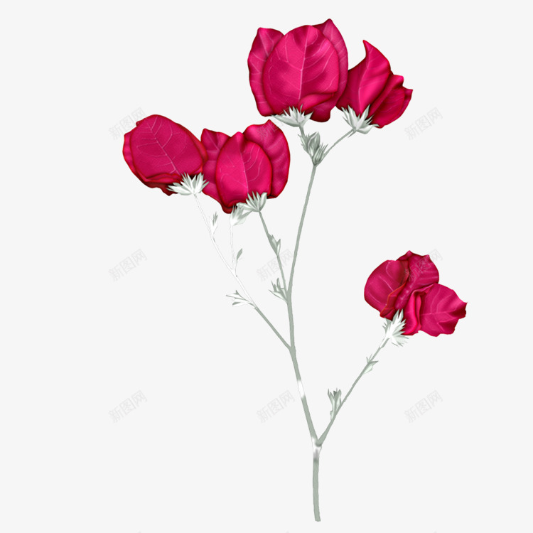 红色玫瑰花花朵装饰png免抠素材_新图网 https://ixintu.com 图片 玫瑰花 红色 花朵 装饰