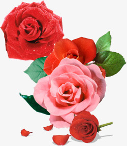 手绘红粉玫瑰花朵素材