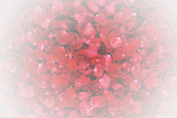 唯美红色玫瑰花瓣素材