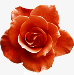 红色玫瑰鲜花花朵植物素材