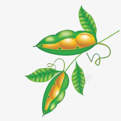 裂开的黄豆壳子枝叶上的黄豆高清图片