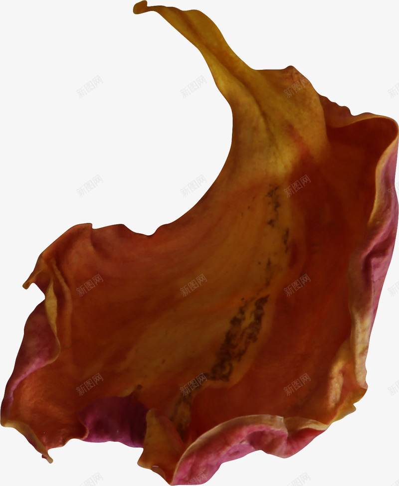 玫瑰花瓣png免抠素材_新图网 https://ixintu.com 一片花瓣免费下载 玫瑰 玫瑰花瓣 红色花瓣 花瓣