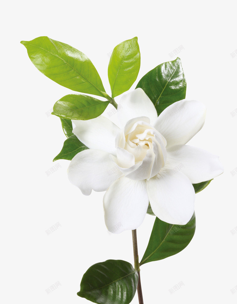 白色绽放花朵绿叶png免抠素材_新图网 https://ixintu.com 白色 绽放 绿叶 花朵