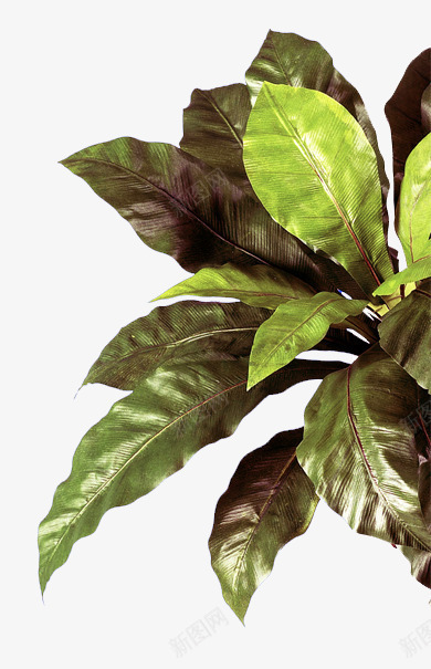 绿色植物装饰png免抠素材_新图网 https://ixintu.com 室内装饰植物 绿色时尚装饰植物 绿色植物