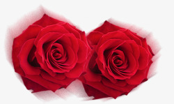 两朵红色玫瑰素材