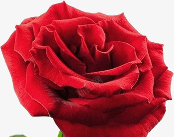 一朵红玫瑰png免抠素材_新图网 https://ixintu.com 一朵 红玫瑰 花朵