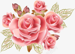 华丽玫瑰花粉色玫瑰花高清图片
