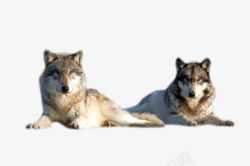 真实狼的图片真实狼高清图片