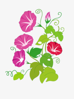 牵牛花开放绚烂开放的牵牛花高清图片