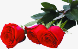 红色鲜花玫瑰婚礼素材
