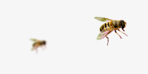 飞舞的蜜蜂素材