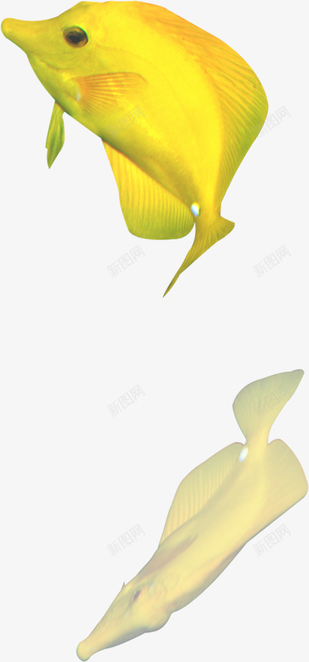 金黄色小鱼海洋png免抠素材_新图网 https://ixintu.com 海洋 设计 金黄色