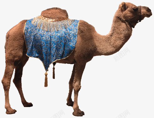 沙漠骆驼png免抠素材_新图网 https://ixintu.com 动物 单峰驼 沙漠 牲畜 骆驼