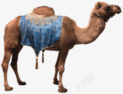 沙漠骆驼素材