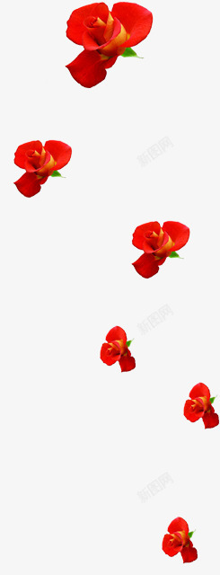 红色三朵玫瑰花朵素材