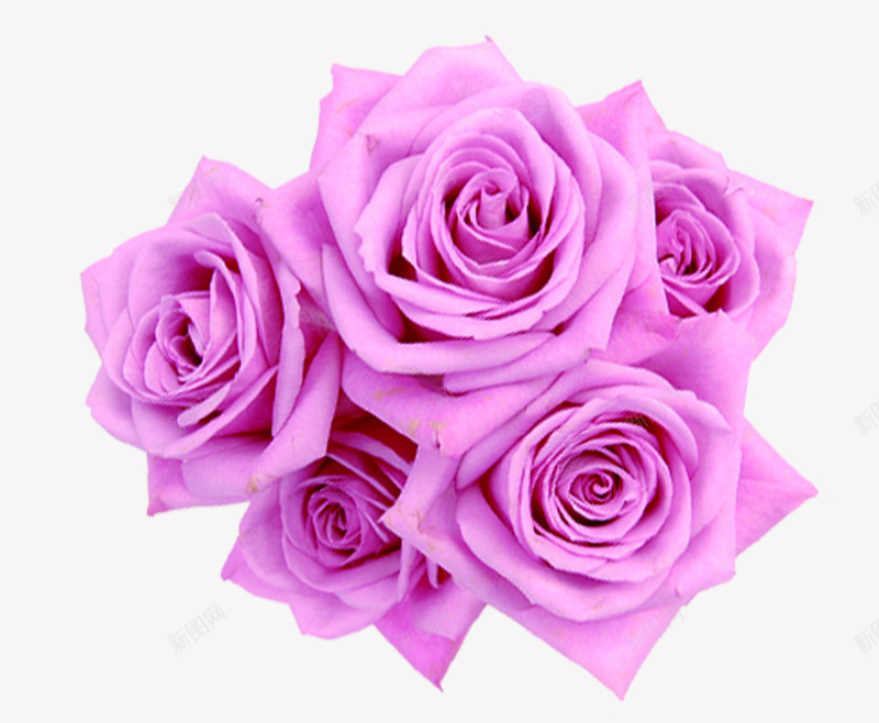 紫色绽放玫瑰花朵png免抠素材_新图网 https://ixintu.com 玫瑰 紫色 绽放 花朵