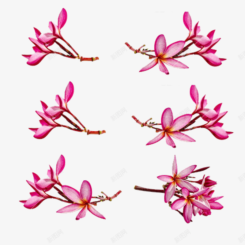 夏威夷花png免抠素材_新图网 https://ixintu.com 夏威夷 夏威夷花 植物 粉色 绽放 美丽 自然 芬芳 鸡蛋花
