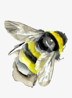 水彩画蜜蜂素材