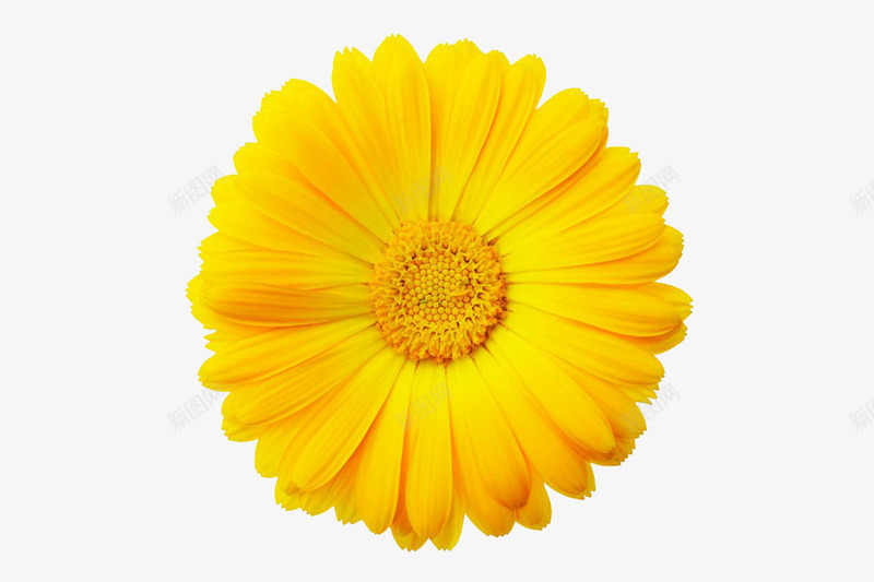 金黄色唯美花朵植物png免抠素材_新图网 https://ixintu.com 植物 花朵 金黄色