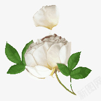 手绘白玫瑰png免抠素材_新图网 https://ixintu.com 手绘鲜花 植物 白玫瑰 红色的花 花儿 鲜花