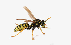 写实的马蜂蜜蜂写实逼真矢量图高清图片