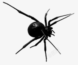 手绘黑蜘蛛邪恶蜘蛛高清图片