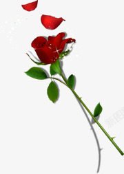红色玫瑰花朵植物素材