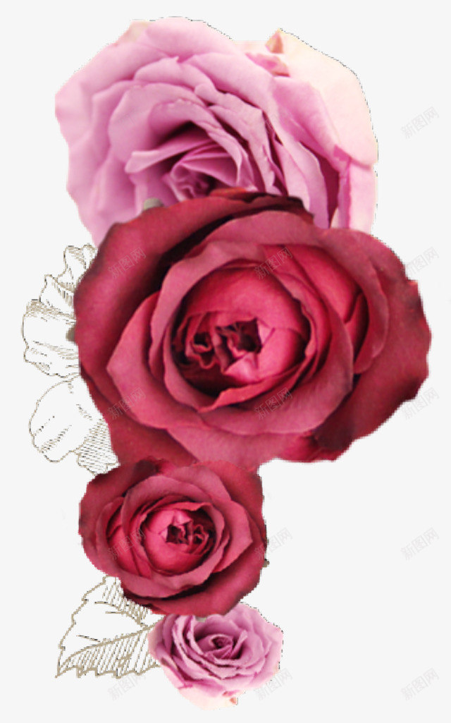 粉玫瑰和红玫瑰png免抠素材_新图网 https://ixintu.com 玫瑰花 花卉 花朵 鲜花