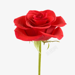 红色玫瑰浪漫之选素材