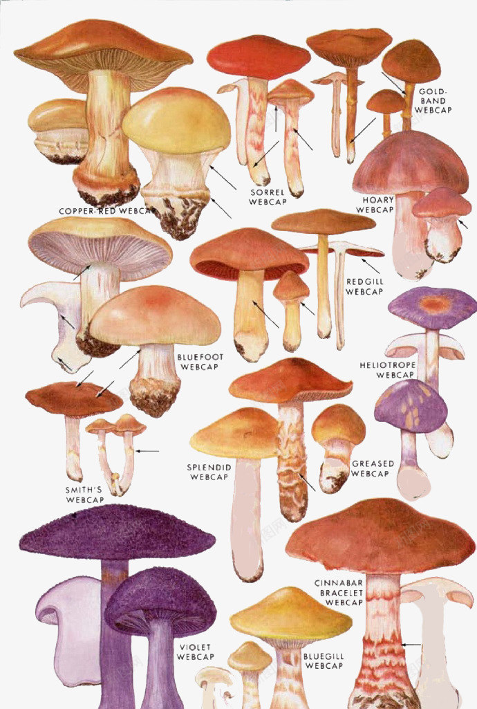 卡通蘑菇香菇png免抠素材_新图网 https://ixintu.com 生态农业 菌类植物 蘑菇 食物 香菇