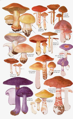 卡通蘑菇香菇素材