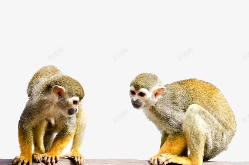 两个金丝猴子png免抠素材_新图网 https://ixintu.com 两个 两个猴子 猴子 金丝