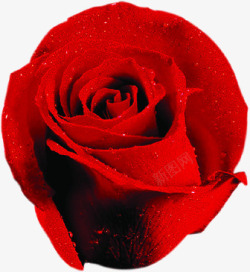 新鲜浪漫红色玫瑰素材