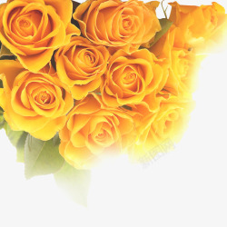 黄色玫瑰花倒影素材