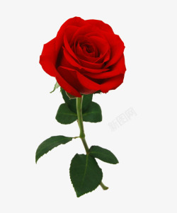情人节玫瑰花红色浪漫花朵素材
