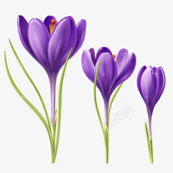 紫色花绽放素材