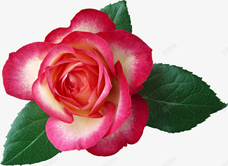 手绘可爱红色玫瑰花朵png免抠素材_新图网 https://ixintu.com 可爱 玫瑰 红色 花朵