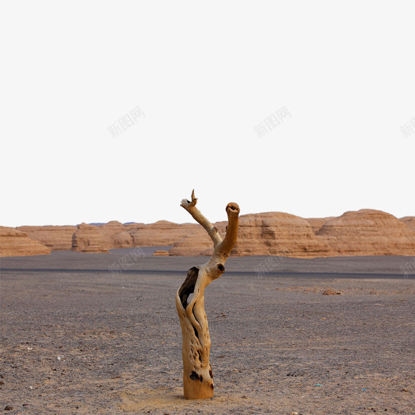 沙漠枯树干png免抠素材_新图网 https://ixintu.com 屹立 干枯 树干 沙漠枯树