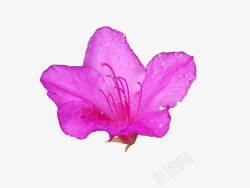 带露水一朵绽放的带花蕊紫色杜鹃花高清图片