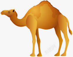 黄色骆驼素材