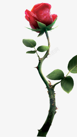 玫瑰花素材