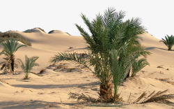 撒哈拉沙漠三素材