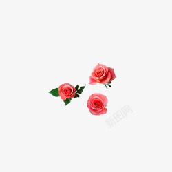 红色玫瑰花朵素材