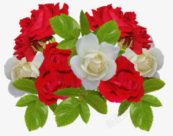 红白相间玫瑰花素材